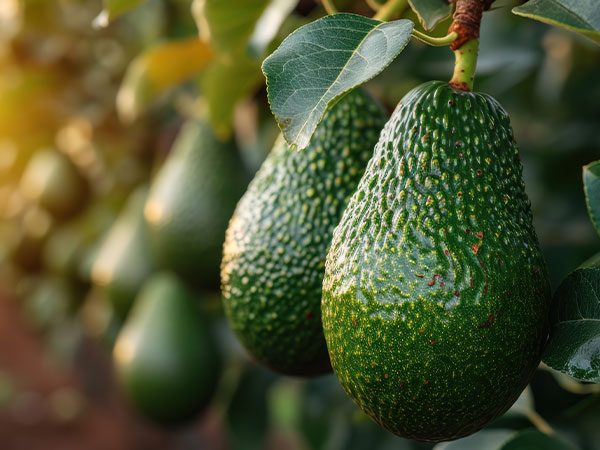 Avocado Farming